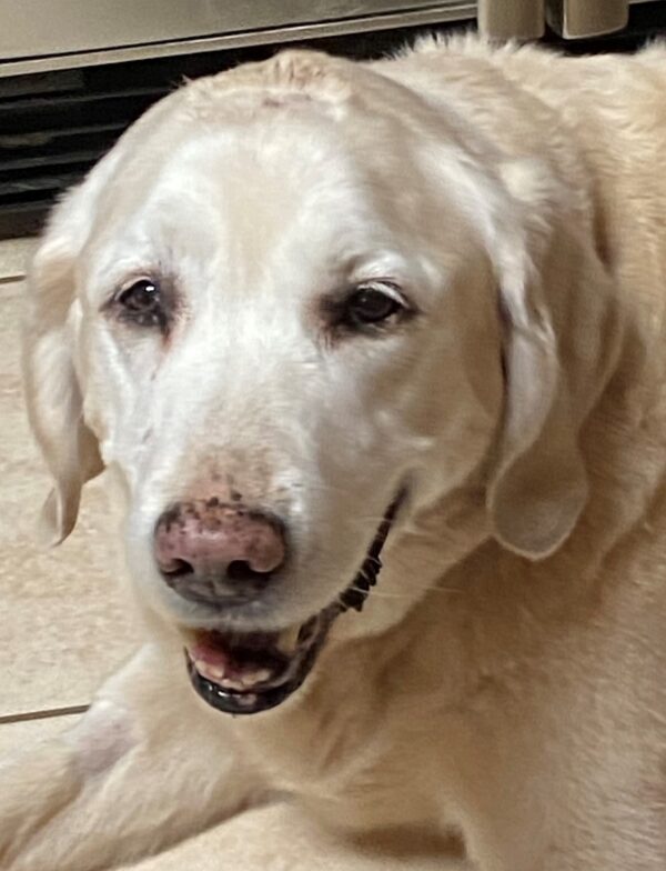 Lexie-12 years old (Female) Adopted 2/29/20 - Image 3