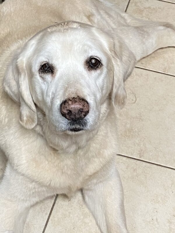 Lexie-12 years old (Female) Adopted 2/29/20 - Image 4