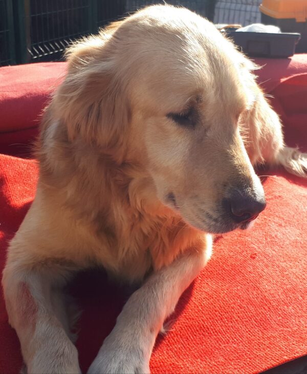 Kopek-3 years old (Male) Turkey Dog Adopted 3/1/20 - Image 3