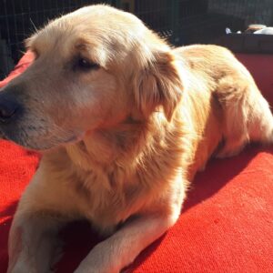 Kopek-3 years old (Male) Turkey Dog Adopted 3/1/20