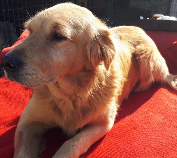 Kopek-3 years old (Male) Turkey Dog Adopted 3/1/20