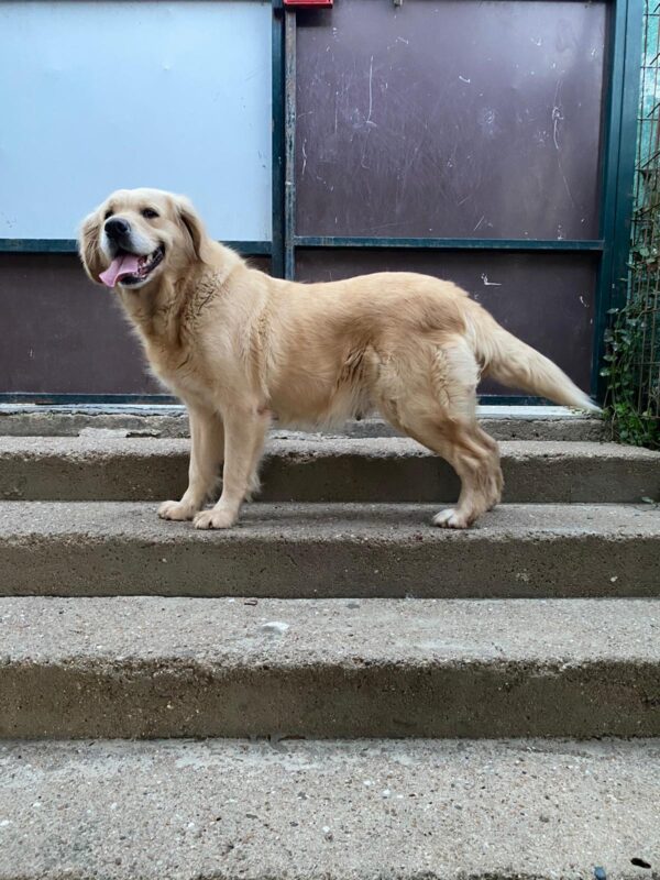 Annie-2 years old (Female) Turkey Dog Adopted 3/8/20 - Image 4