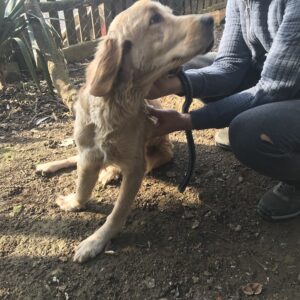 Rain-2 years old (Female) Turkey Dog Adopted 3/25/20