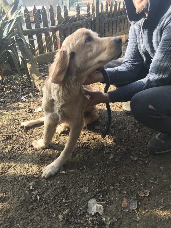 Rain-2 years old (Female) Turkey Dog Adopted 3/25/20