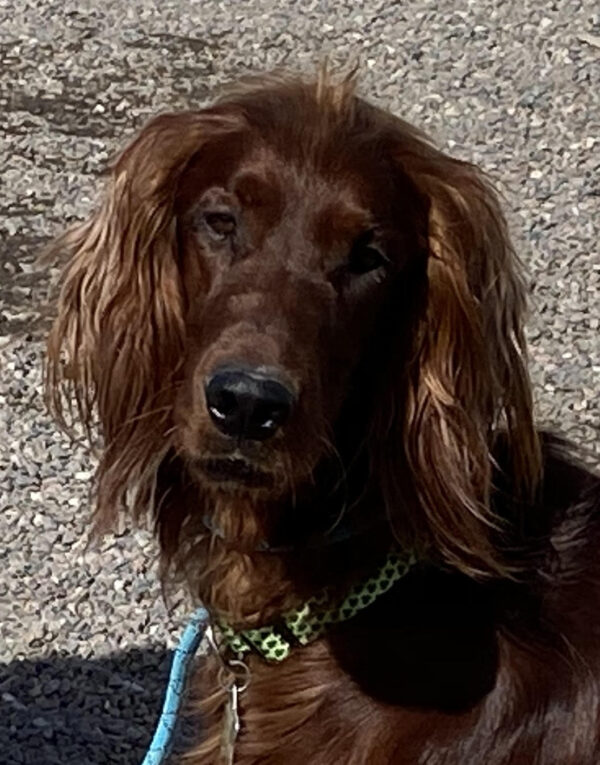 Ronnie-18 months old (Male) Adopted 3/6/20 - Image 3