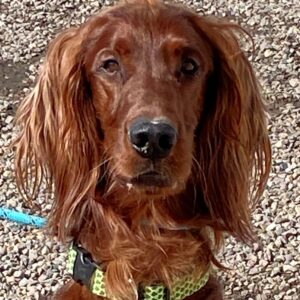 Ronnie-18 months old (Male) Adopted 3/6/20
