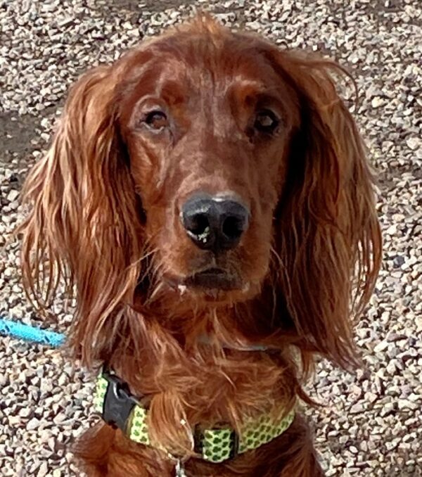 Ronnie-18 months old (Male) Adopted 3/6/20