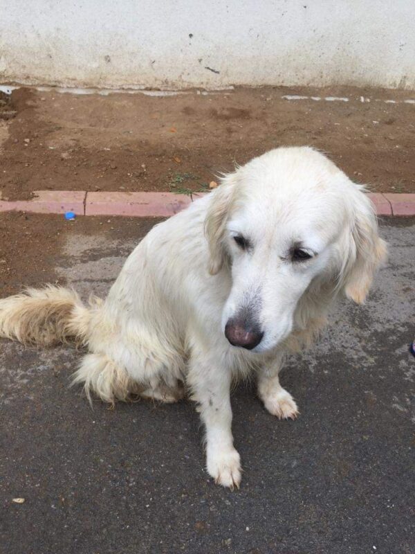 Rosie-3 years old (Female) Turkey Dog Adopted 3/8/20 - Image 10