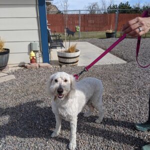 Dolly-4 years old (Female) Adopted 5/23/21