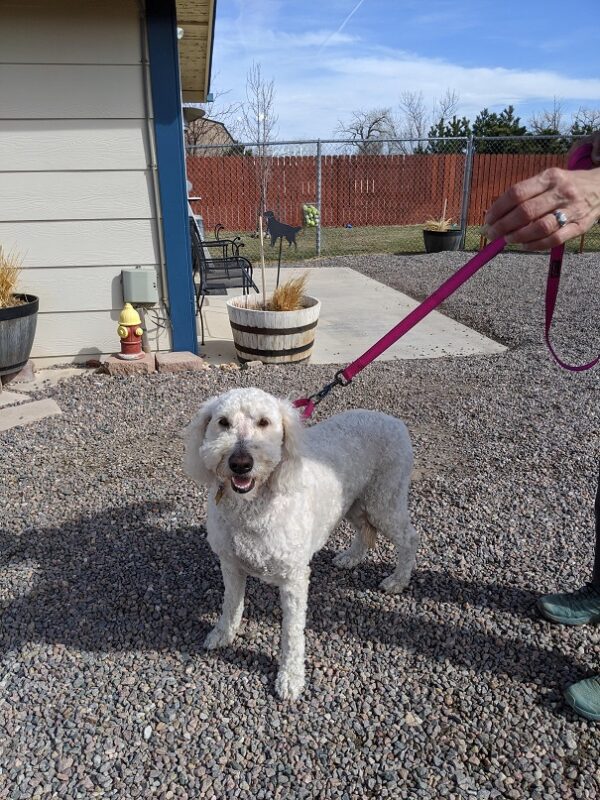 Dolly-4 years old (Female) Adopted 5/23/21