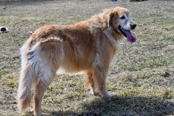 Lilly (11 years old) & Sullivan (7 years old) Adopted 3/14/20 - Image 6