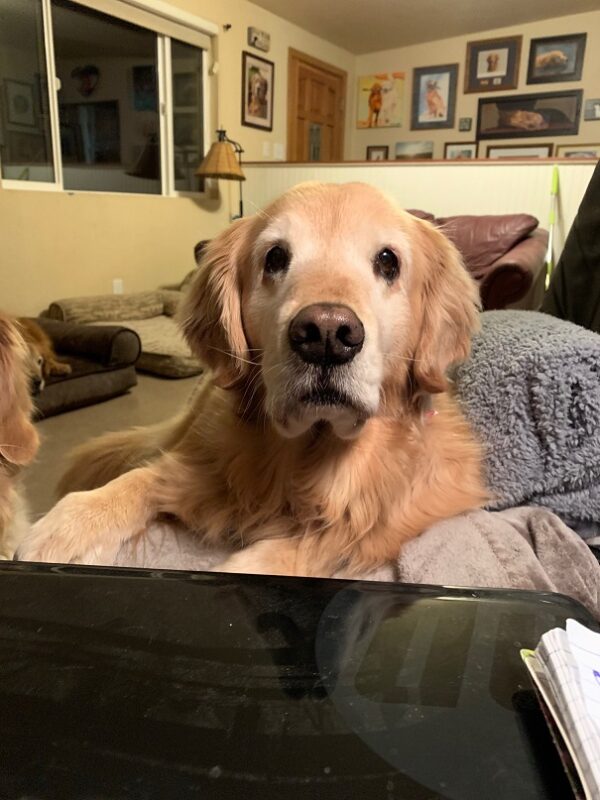 Lilly (11 years old) & Sullivan (7 years old) Adopted 3/14/20 - Image 5
