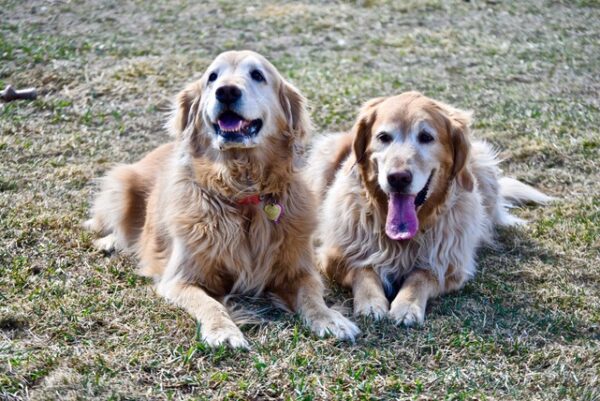 Lilly (11 years old) & Sullivan (7 years old) Adopted 3/14/20