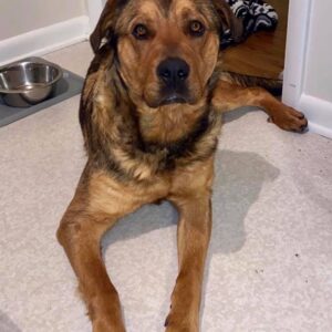 Ziggy-1 year old (Male) Adopted 5/14/20