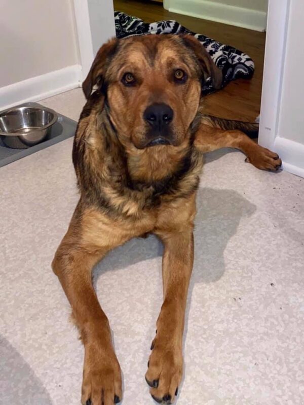 Ziggy-1 year old (Male) Adopted 5/14/20
