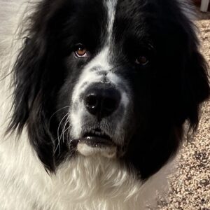 Dudley 1 year (Male) Adopted 5/16/20