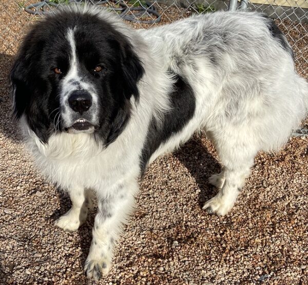 Dudley 1 year (Male) Adopted 5/16/20 - Image 2