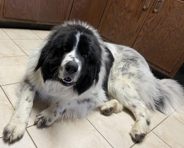 Dudley 1 year (Male) Adopted 5/16/20 - Image 3