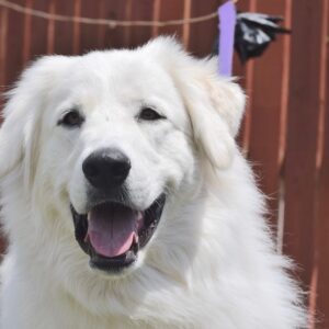 Gracie-1.5 years old (Female) Adopted 7/18/20