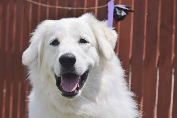 Gracie-1.5 years old (Female) Adopted 7/18/20