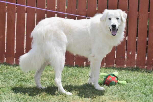 Gracie-1.5 years old (Female) Adopted 7/18/20 - Image 3