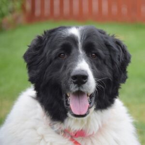 Gigi-8 years old (Female) Adopted 6/16/20