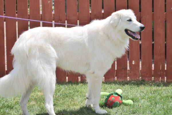 Gracie-1.5 years old (Female) Adopted 7/18/20 - Image 4