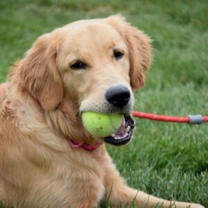 Fendi-8months (Female) Adopted 6/21/20
