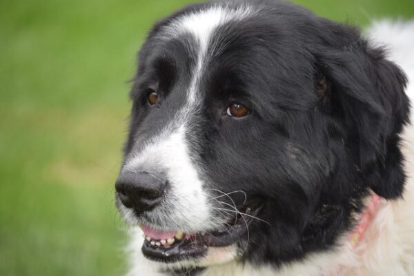 Gigi-8 years old (Female) Adopted 6/16/20 - Image 4