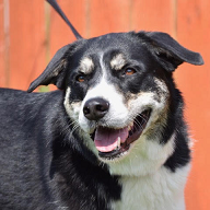 Delilah-4 years old (Female) ADOPTED 8/19/20