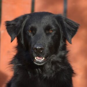 Luna-4 years old (Female)