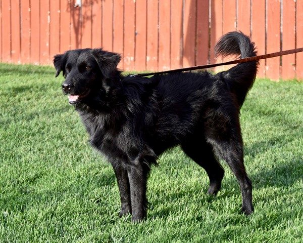 Luna-4 years old (Female) - Image 6