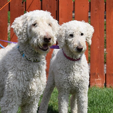 Gigi & Caleb-10 years old BONDED PAIR (Female & Male) ADOPTED 8/23/20