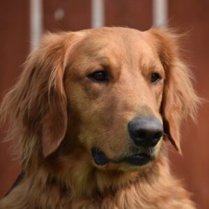 Dallas-2 years old (Male) Adopted 10/3/20