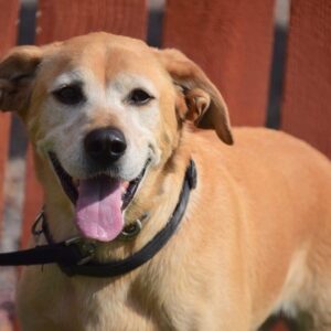 Jax-5 years old (Male) Adopted 10/17/20