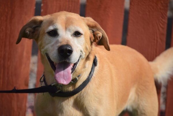 Jax-5 years old (Male) Adopted 10/17/20