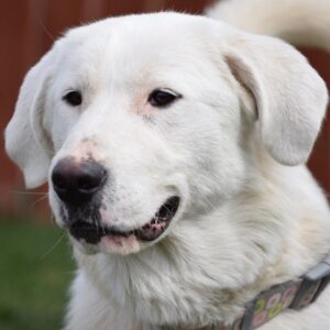 Bougie-11 months old (Female) Adopted 10/24/20