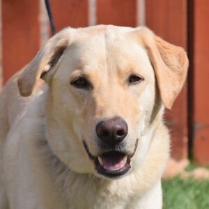 Yogi-3 years old (Male) Adopted 10/15/20