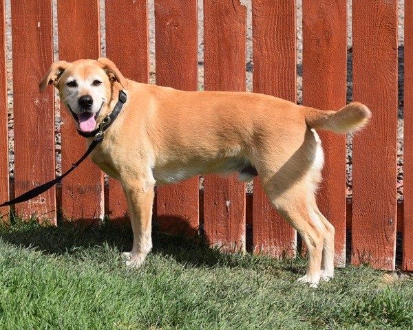 Jax-5 years old (Male) Adopted 10/17/20 - Image 4