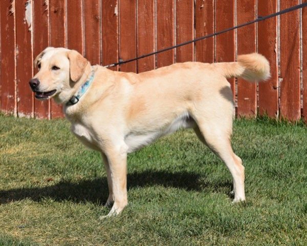 Yogi-3 years old (Male) Adopted 10/15/20 - Image 4