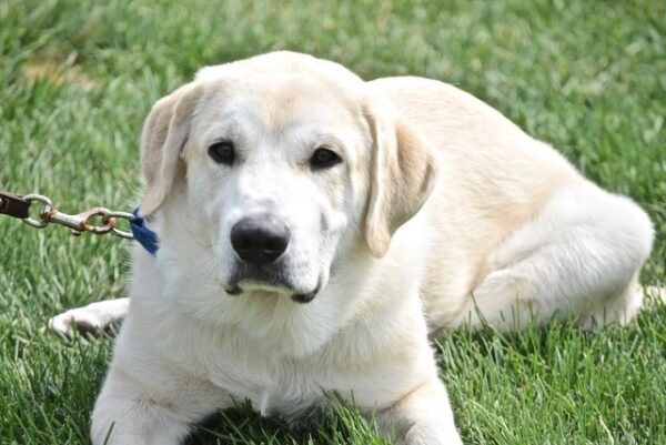 Darwin-9 months old (Male) adopted 11/28/20 - Image 2