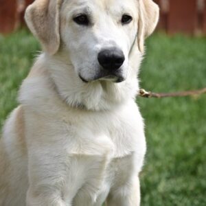 Darwin-9 months old (Male) adopted 11/28/20