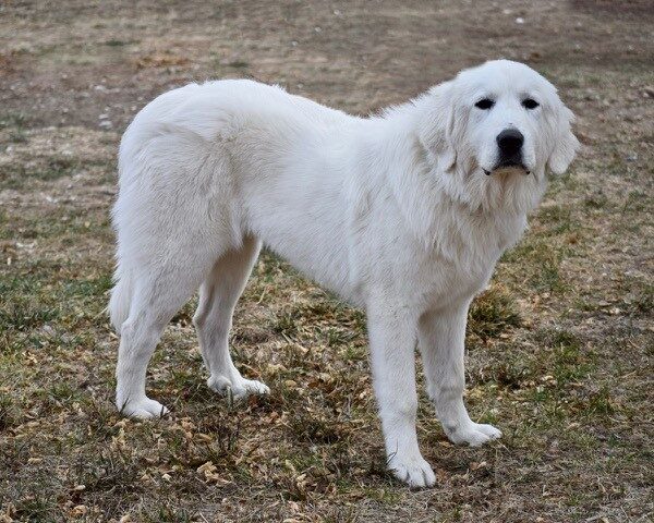 Lucy-9 months old (Female) Adopted 12/19/20 - Image 2