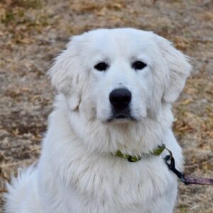 Lucy-9 months old (Female) Adopted 12/19/20