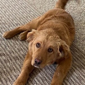 Yogi-7 months old (male) Adopted 1/8/21