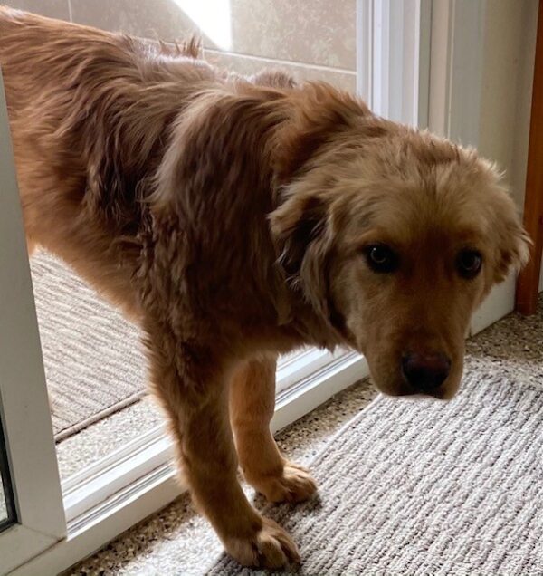 Yogi-7 months old (male) Adopted 1/8/21 - Image 4