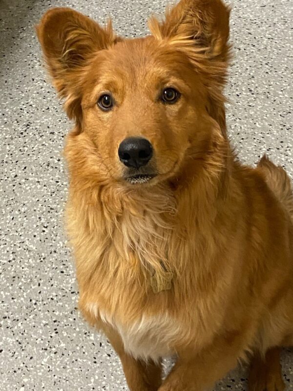 Joey-1 year old (male) Adopted 1/24/21 - Image 5