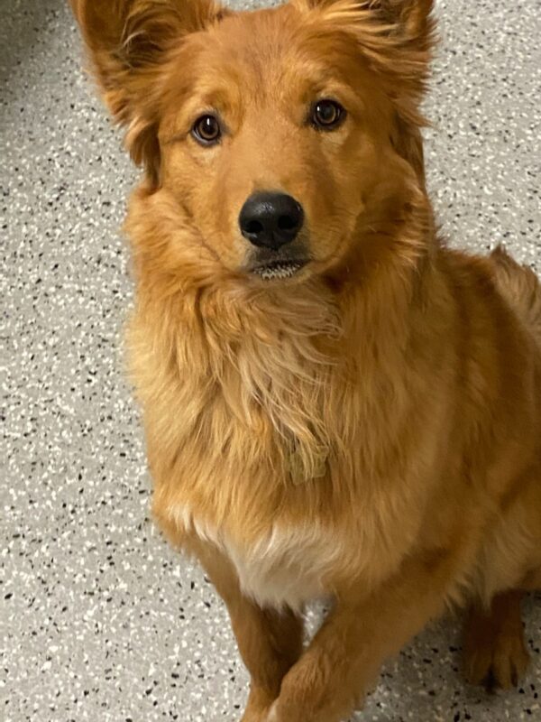 Joey-1 year old (male) Adopted 1/24/21 - Image 6
