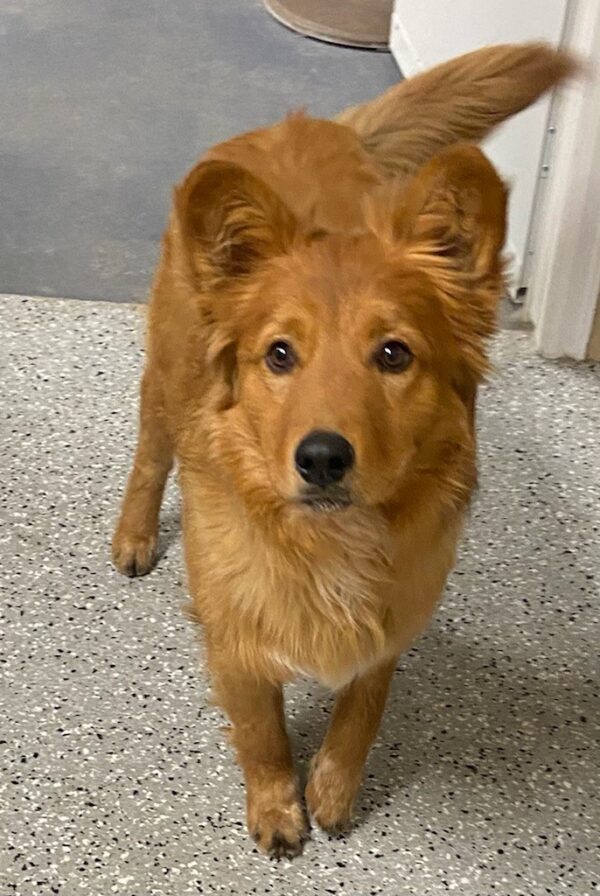 Joey-1 year old (male) Adopted 1/24/21