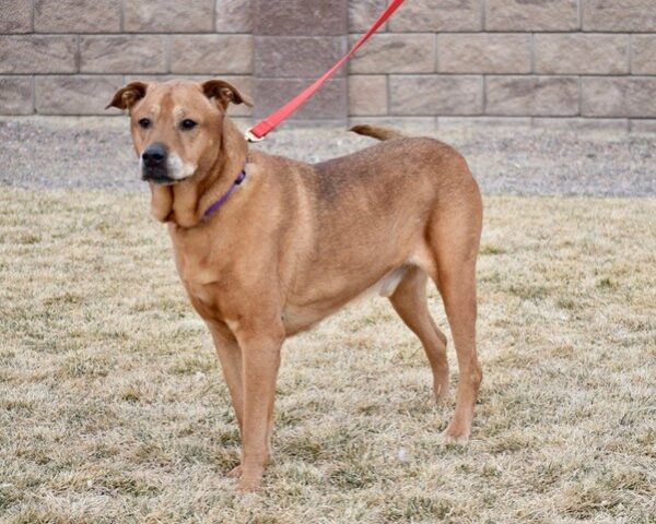 Carlos-8 years old (male) lab mix Adopted 1/30/21 - Image 4
